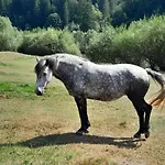 мріяти Verkhovyna