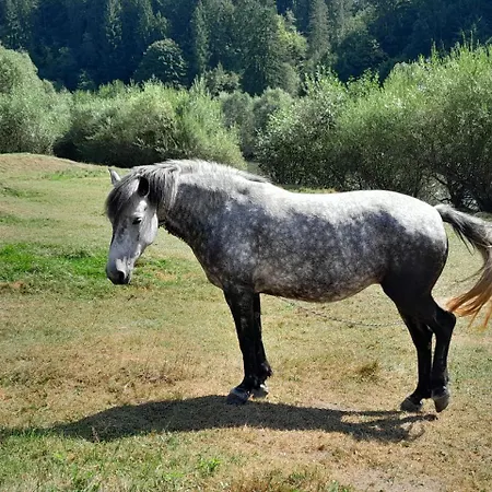 мріяти Verchovyna